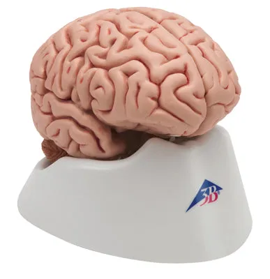 3B Scientific Anatomical Model - classic brain 5-part - Includes 3B Smart Anatomy