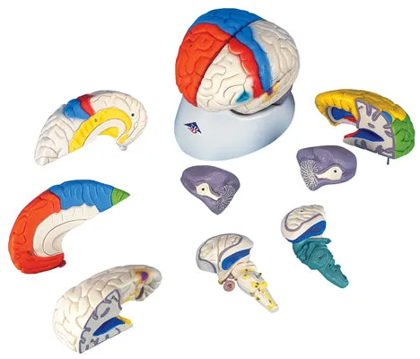 3B Scientific Anatomical Model - classic brain 5-part - Includes 3B Smart Anatomy