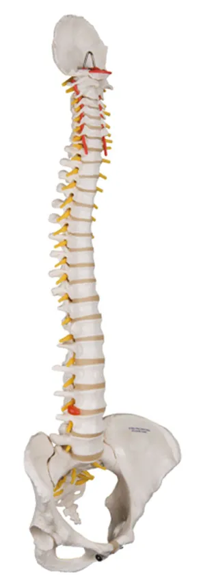 3B Scientific Anatomical Model - flexible spine, classic, with female pelvis - Includes 3B Smart Anatomy