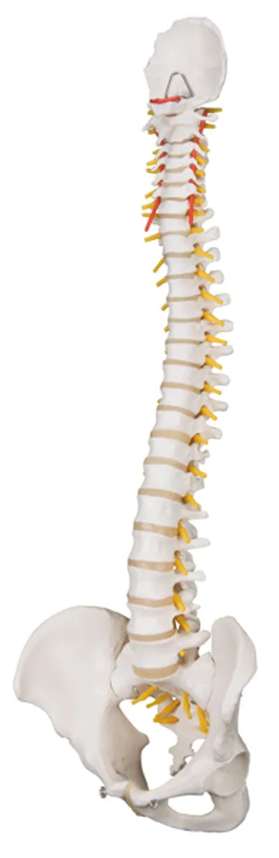 3B Scientific Anatomical Model - flexible spine, classic, with female pelvis - Includes 3B Smart Anatomy