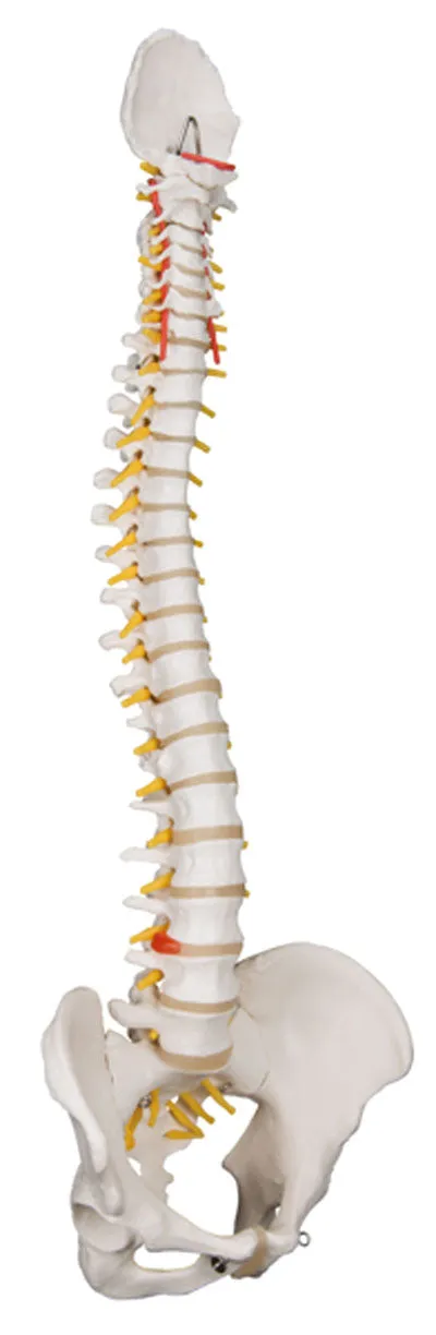 3B Scientific Anatomical Model - flexible spine, classic, with female pelvis - Includes 3B Smart Anatomy