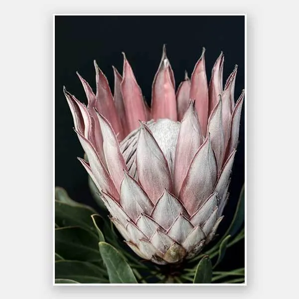 King of Flowers Unframed Art Print