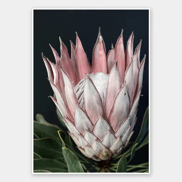 King of Flowers Unframed Art Print