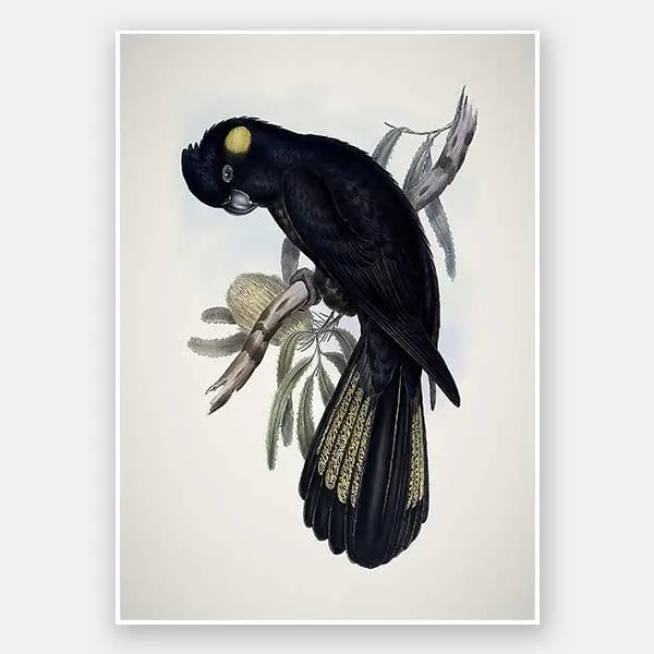 Yellow-Tailed Black Cockatoo Unframed Art Print