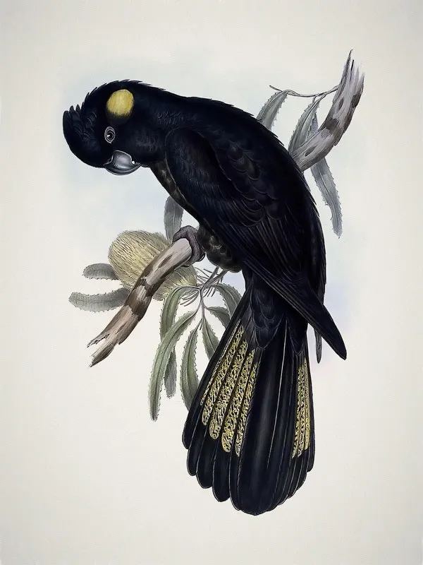 Yellow-Tailed Black Cockatoo Unframed Art Print